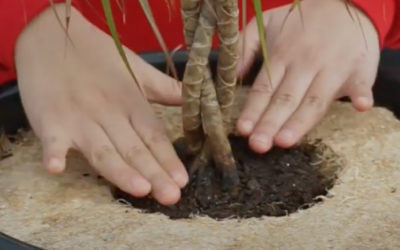 Presentaremos nuestro Sustrato Mejorador de Suelo a la comisión del senado por Ley Pompón